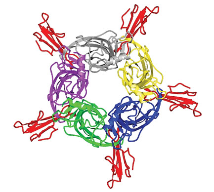 מודל תצמיד: החלבון הקושר אציטילכולין עם חמישה עותקים מרעלן הנחש
